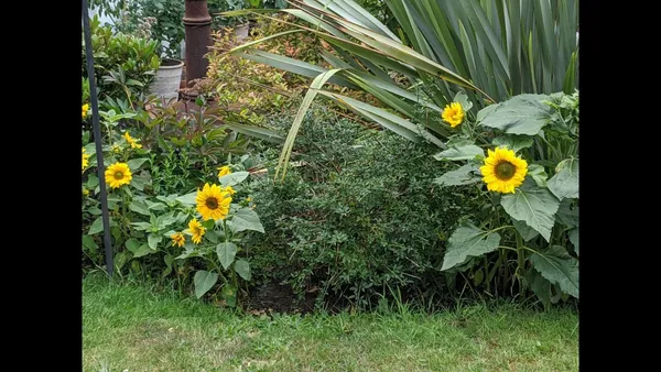 Sunflowers growing from memory seeds in Julie’s garden